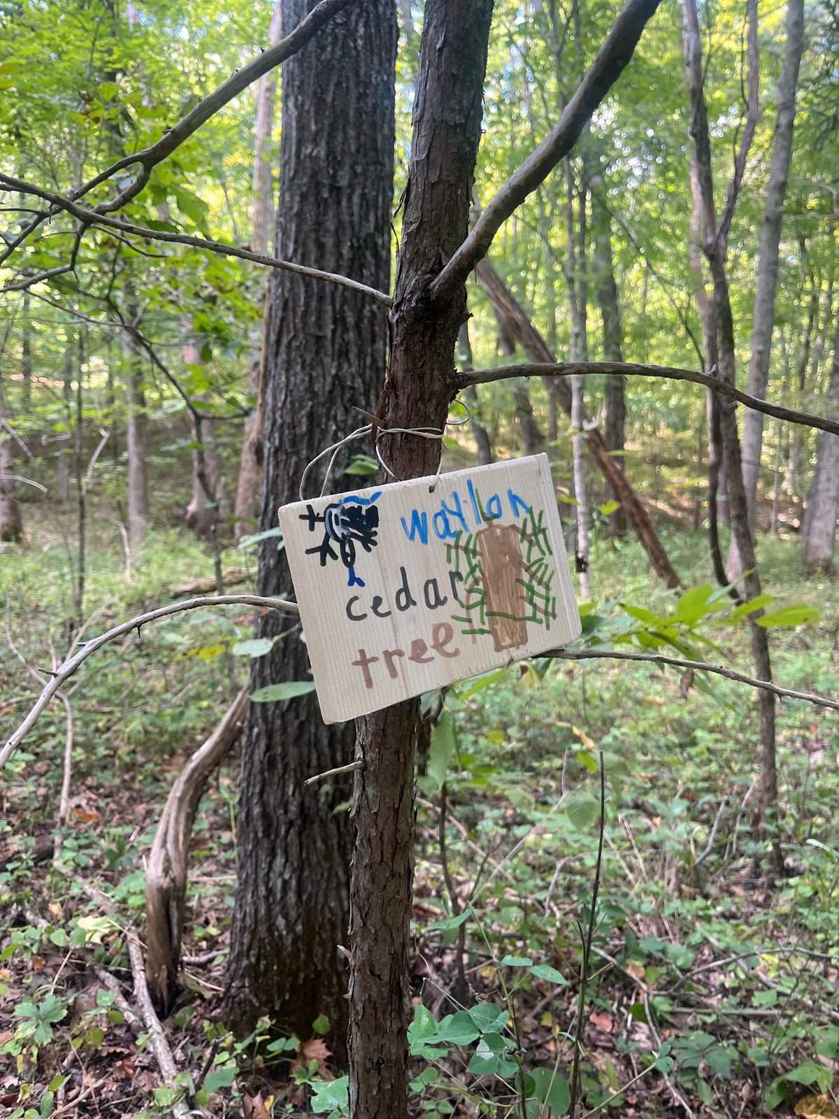 Wild Roots: Starting a Forest School & Practicing Conservation