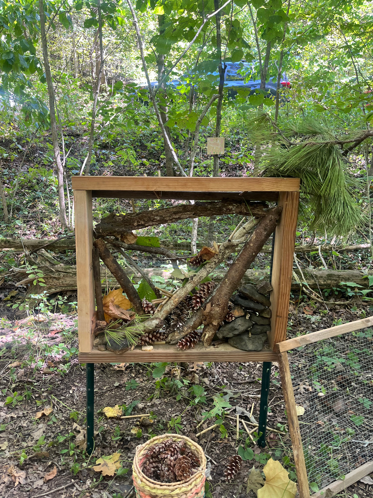 Wild Roots: Starting a Forest School & Practicing Conservation