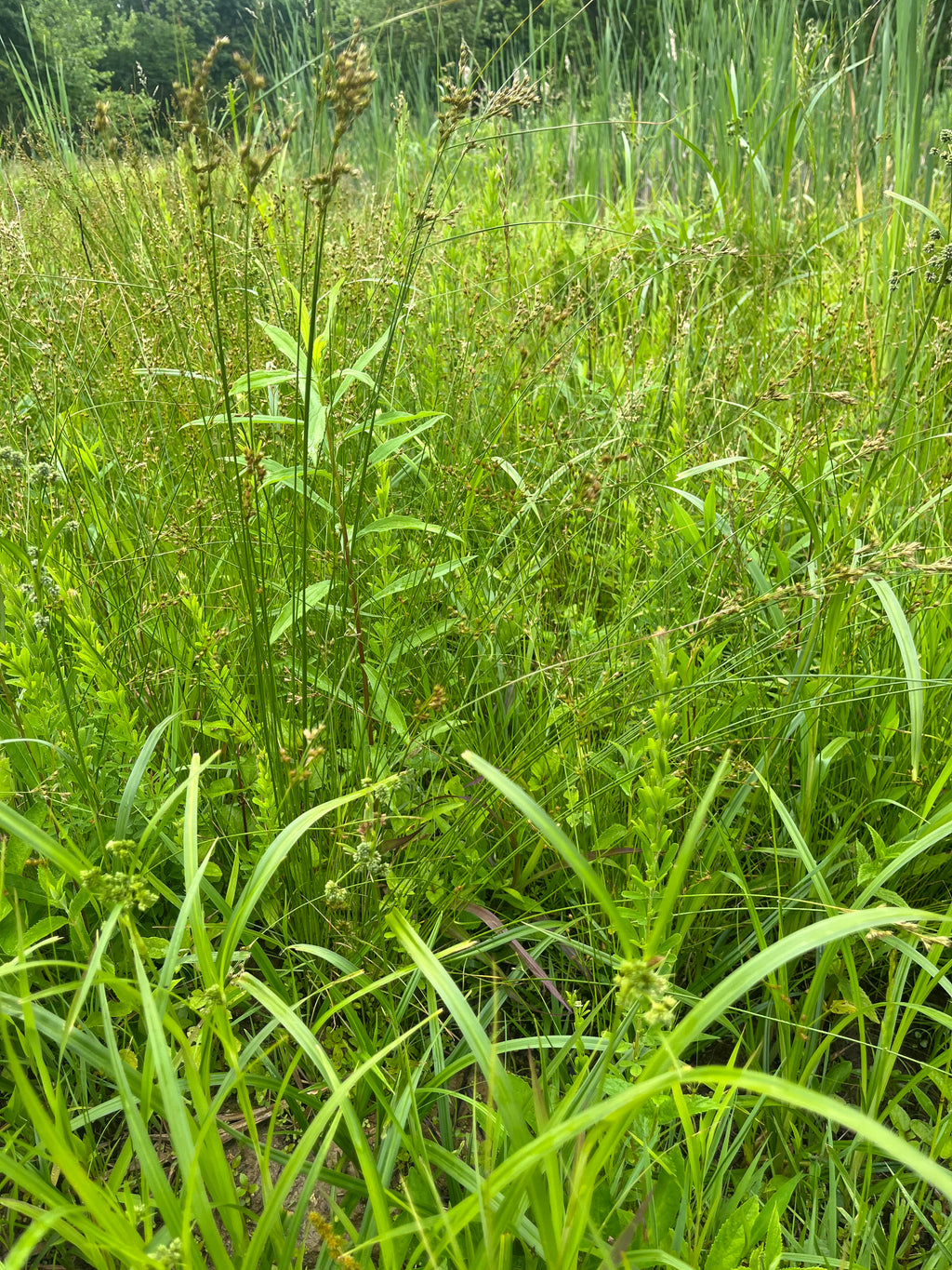 Creating your own Prairie