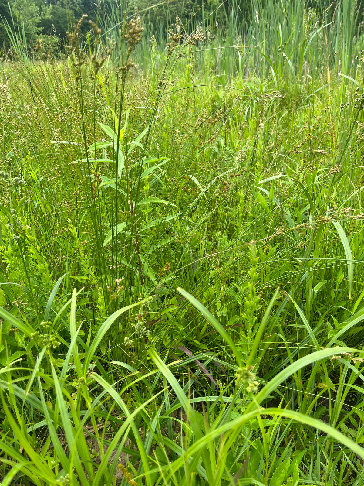 Creating your own Prairie