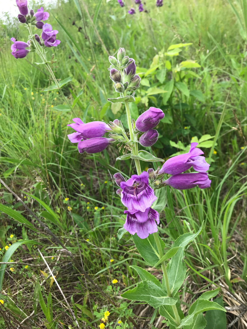 Midwest Native Yard Habitat Guide | Printable Digital Guide