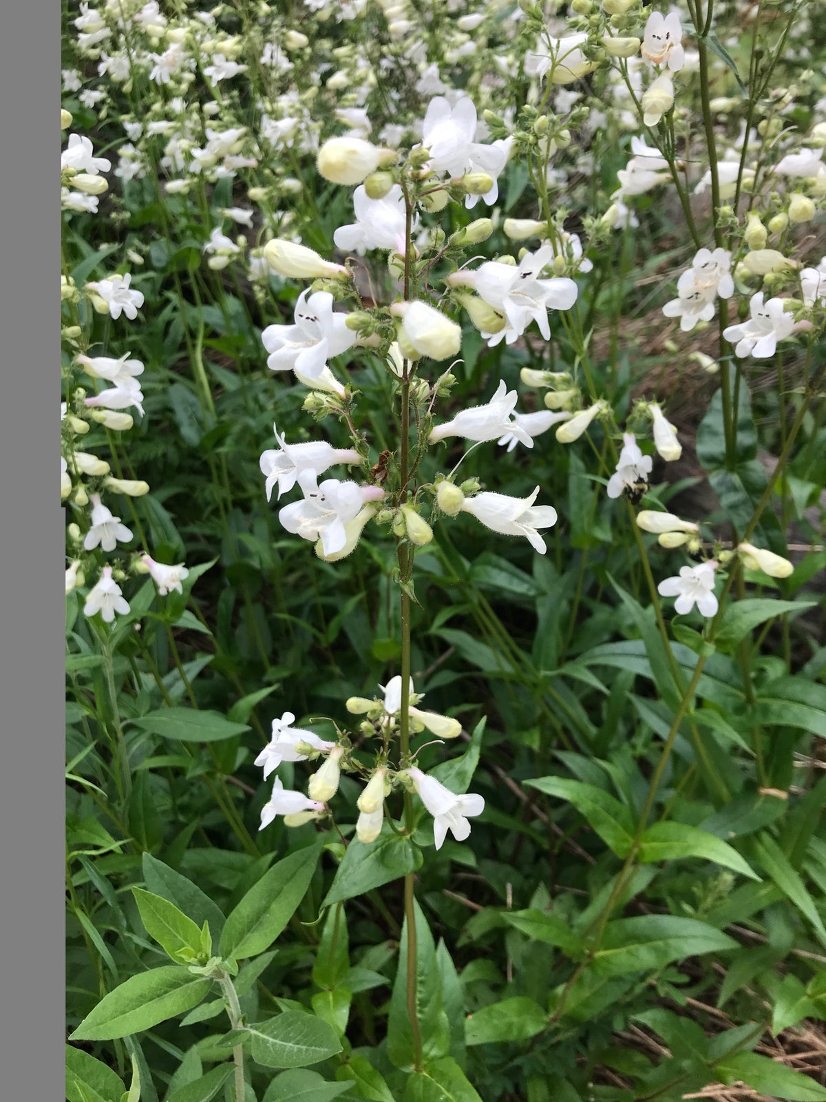 Midwest Native Yard Habitat Guide | Printable Digital Guide