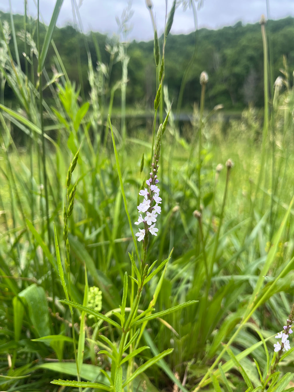 Creating your own Prairie