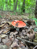 Forest School Mushroom Inoculation Guide