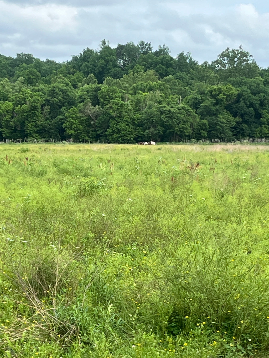 Creating your own Prairie