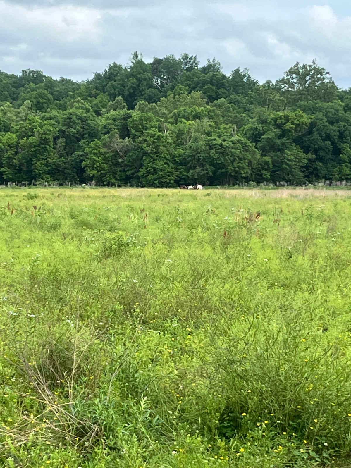 Creating your own Prairie