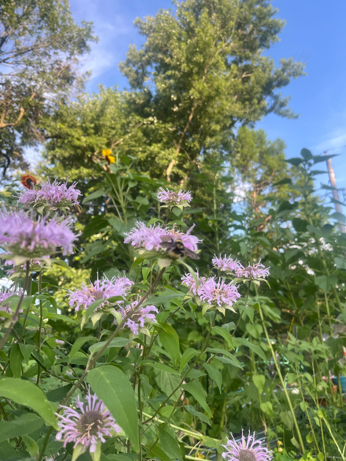 How to Landscape Your Yard — No Matter Where You Live | Printable Digital Workbook