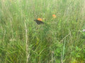 5 Native Plants That Transform Your Midwest Yard (Free Guide)