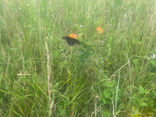 5 Native Plants That Transform Your Midwest Yard (Free Guide)