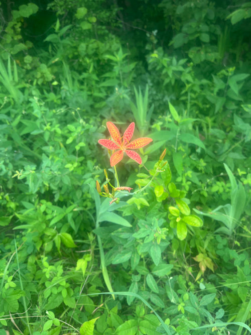 5 Native Plants That Transform Your Midwest Yard (Free Guide)