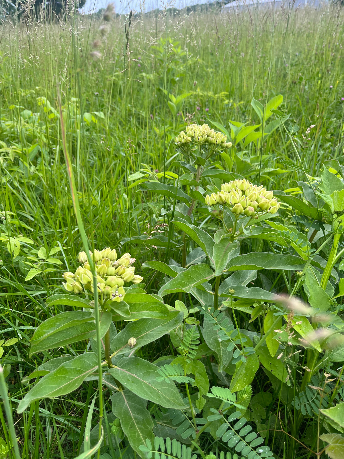 Creating your own Prairie