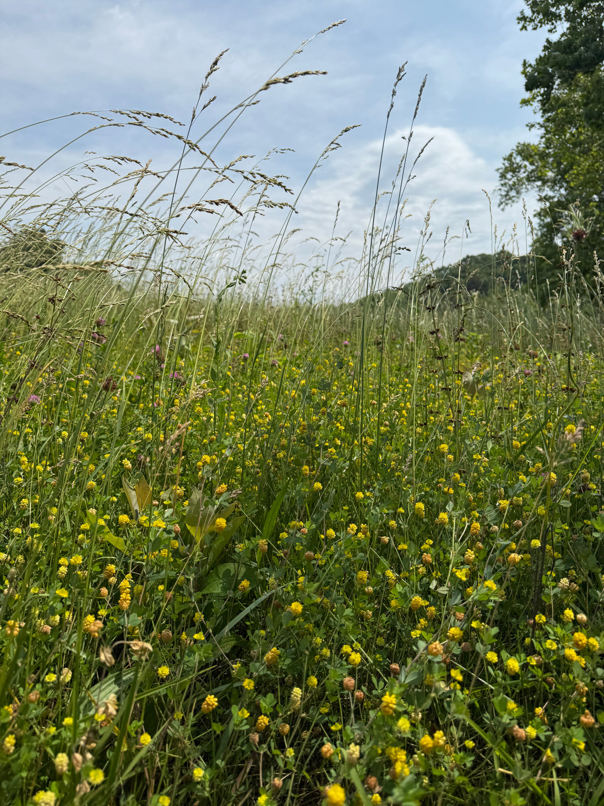 Midwest Native Yard Habitat Guide | Printable Digital Guide